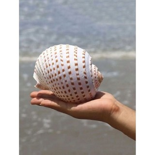 vỏ ốc giấm,ốc giấy size lớn trang trí,trồng cây