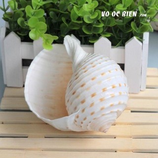 vỏ ốc giấm,ốc giấy size lớn trang trí,trồng cây