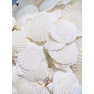 Vỏ sò điệp trắng 3-5cm dùng trang trí,vẽ tranh , làm đồ thủ công