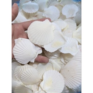 Vỏ sò điệp trắng 3-5cm dùng trang trí,vẽ tranh , làm đồ thủ công