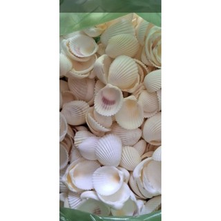 100gram= ~~10-12 vỏ sò dương trắng ánh vàng nhẹ đẹp kích thước 3.5_5 cm