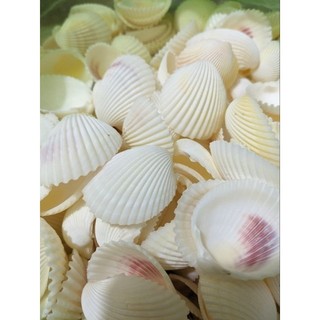 100gram= ~~10-12 vỏ sò dương trắng ánh vàng nhẹ đẹp kích thước 3.5_5 cm