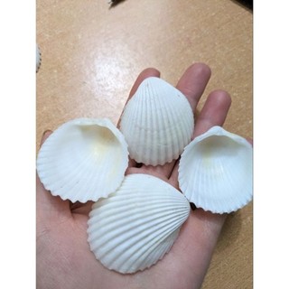 100gram= ~~10-12 vỏ sò dương trắng ánh vàng nhẹ đẹp kích thước 3.5_5 cm