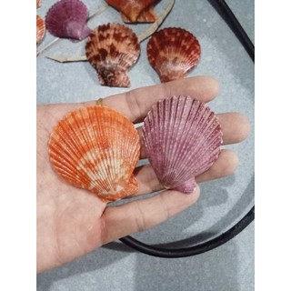 (hàng tuyển) 5-10vỏ sò điệp màu đẹp lạ đã được phun bóng ,làm đồ thủ công