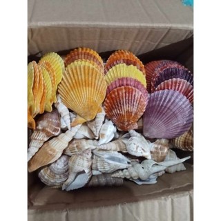 (hàng tuyển) 5-10vỏ sò điệp màu đẹp lạ đã được phun bóng ,làm đồ thủ công
