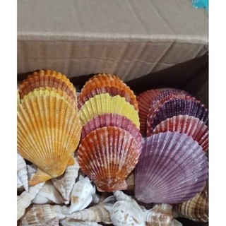 (hàng tuyển) 5-10vỏ sò điệp màu đẹp lạ đã được phun bóng ,làm đồ thủ công