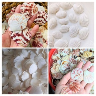 Giá sỉ 1kg vỏ sò các loại mix các màu