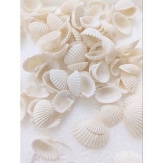 Giá sỉ 1kg vỏ sò các loại mix các màu
