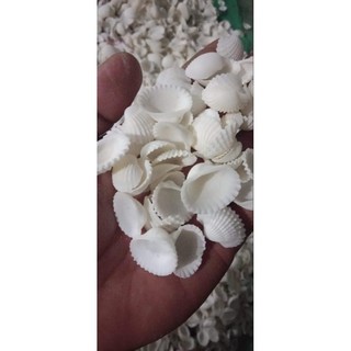 Giá sỉ 1kg vỏ sò các loại mix các màu