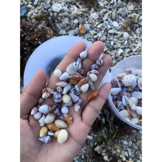 500gram-1000gram  vỏ ốc nhiều màu 2-5cm trải sàn , lót bể cá