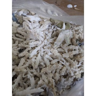 500gram-1000gram  vỏ ốc nhiều màu 2-5cm trải sàn , lót bể cá
