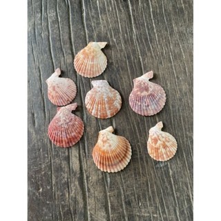 combo 5 vỏ sò điệp nhật