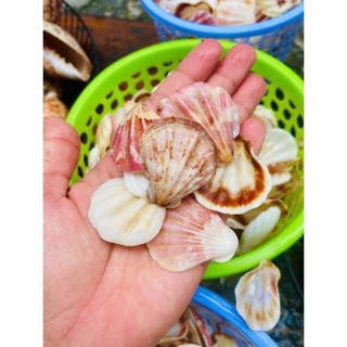 combo 5 vỏ sò điệp nhật