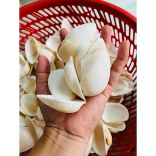 combo 5 vỏ sò điệp nhật