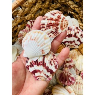 vỏ sò, vỏ điệp bay làm thủ công trạng trị bể cá tiểu cảnh ( LOẠI LỚN)