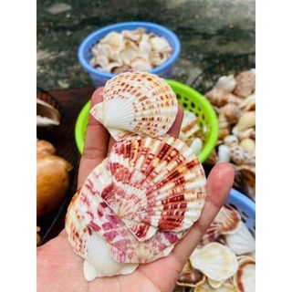 vỏ sò, vỏ điệp bay làm thủ công trạng trị bể cá tiểu cảnh ( LOẠI LỚN)