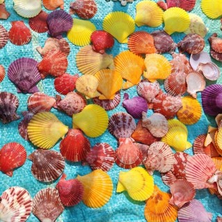 1kg Vỏ sò điệp màu - Vỏ sò đẹp, làm trang trí, làm đồ handmade