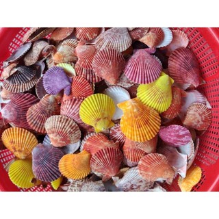 1kg Vỏ sò điệp màu - Vỏ sò đẹp, làm trang trí, làm đồ handmade