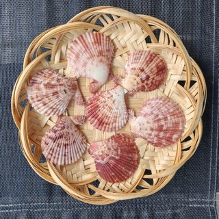 1kg Vỏ sò điệp màu - Vỏ sò đẹp, làm trang trí, làm đồ handmade
