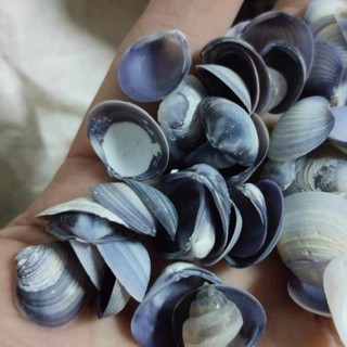 Vỏ hến tím - Vỏ ốc, vỏ sò làm đồ trang trí, làm đồ handmade
