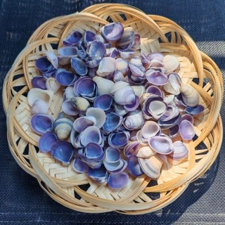 Vỏ hến tím - Vỏ ốc, vỏ sò làm đồ trang trí, làm đồ handmade