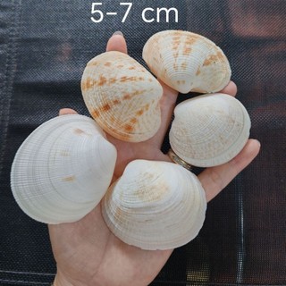 Vỏ ngao - Vỏ sò to, đẹp dùng làm trang trí