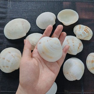 Vỏ ngao - Vỏ sò to, đẹp dùng làm trang trí