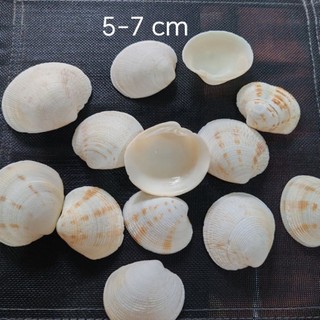 Vỏ ngao - Vỏ sò to, đẹp dùng làm trang trí