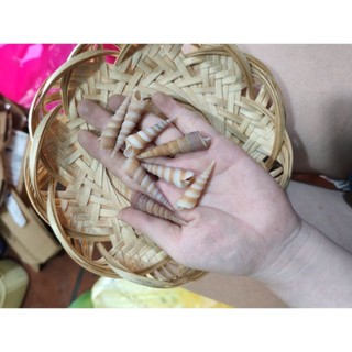 Combo 100g vỏ ốc đinh - Vỏ ốc trang trí, ốc biển mỹ nghệ