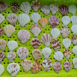 Vỏ sò điệp baby 100g - Vỏ sò trang trí, làm handmade- phụ kiện thủy sinh (HÀNG TUYỂN)