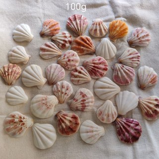 Vỏ sò điệp baby 100g - Vỏ sò trang trí, làm handmade- phụ kiện thủy sinh (HÀNG TUYỂN)