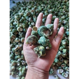 Vỏ ốc mặt trăng  xanh - vỏ ốc mượn hồn, trang trí hồ cá