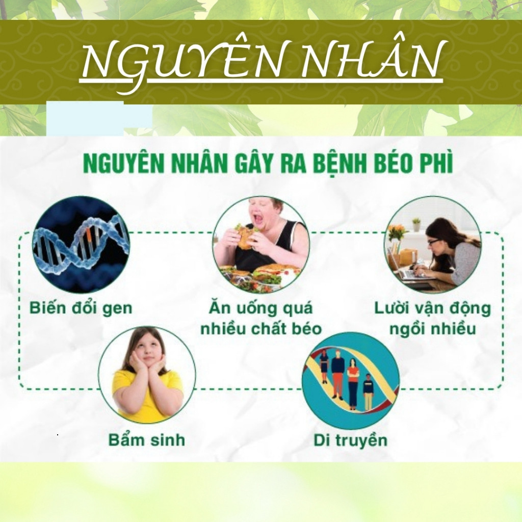 Hòa Bình Organic - Trà Phan Tà Diệp, Hỗ trợ tiêu hóa, thanh nhiệt, giảm cân. Bịch 30.50.100 túi lọc