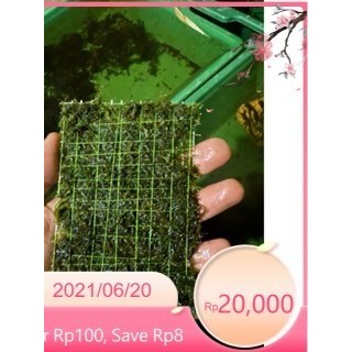 [[ rêu Java đã cột vào vỉ inox(8x16cm)dùng trang trí setup làm nền hồ cá ]]