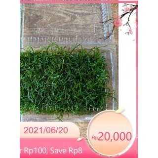 [[ vỉ rêu java siêu rẻ || Rêu Gắn Bonsai, gắn layout thuỷ sinh, bể cá cảnh ]]