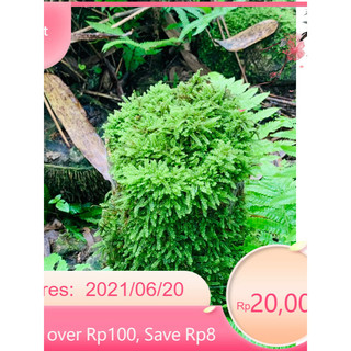[[ rêu wepping trang trí terarium bán cạn setup ]]
