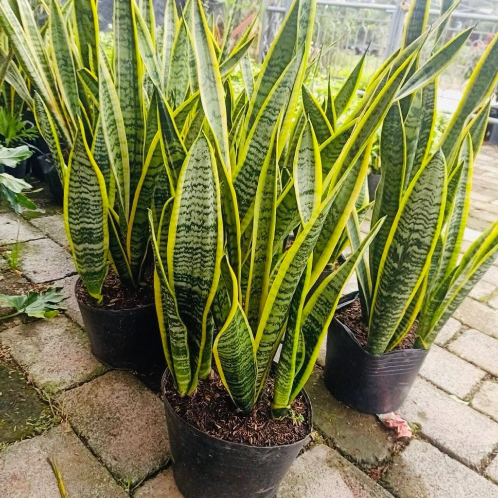 cây lưỡi hổ viền vàng_cotamina_ cây phong thuỷ ( com bo 5_ 10 cây )dễ chăm  sóc cây giống giá rẻ | Shopee Việt Nam