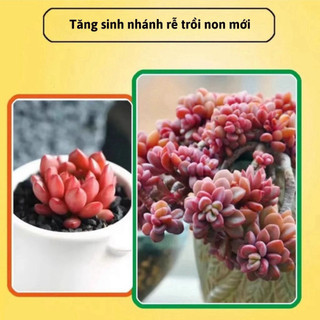 Xịt Kích Mầm, Chồi, Giúp Sen Đá Mập Mạp, Kích Thích Ra Rễ Chiết Tách Cành 300ml Daily Home - KR02