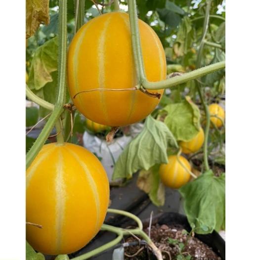 hạt giống dưa lê Hàn Quốc ruột cam rất ngon - tỷ lệ nảy mầm 90%