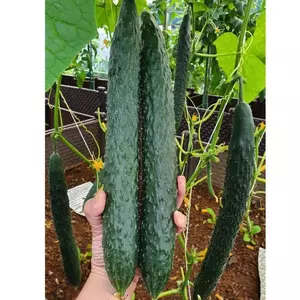 hạt giống dưa leo gai tự thụ phấn - hạt F1 Nhật bản