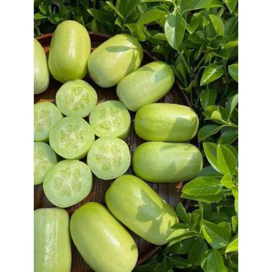 hạt giống dưa leo ngọc nữ tự thụ phấn - hạt giống F1