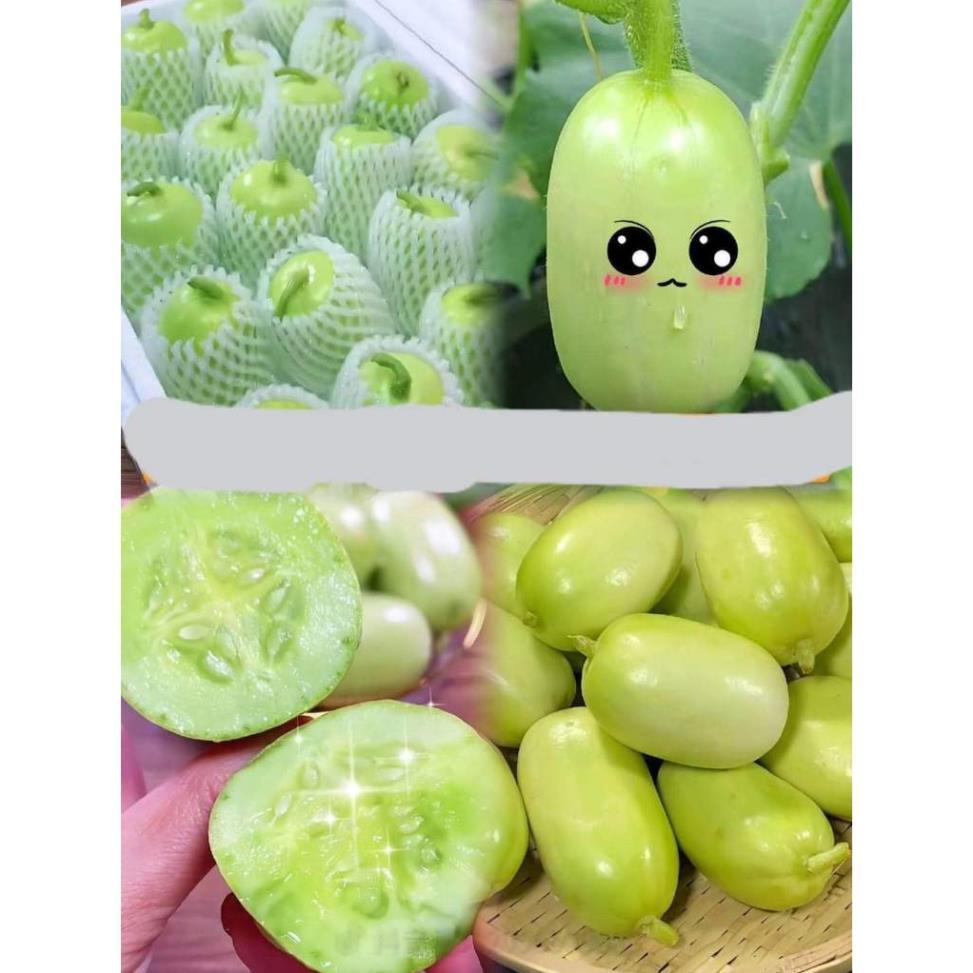 hạt giống dưa leo ngọc nữ tự thụ phấn - hạt giống F1