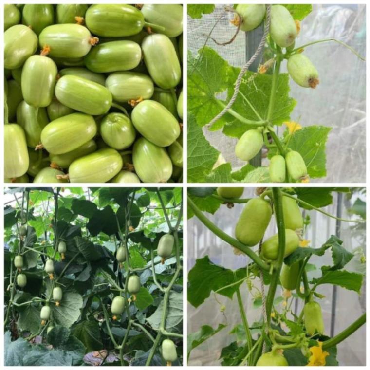 hạt giống dưa leo ngọc nữ tự thụ phấn - hạt giống F1