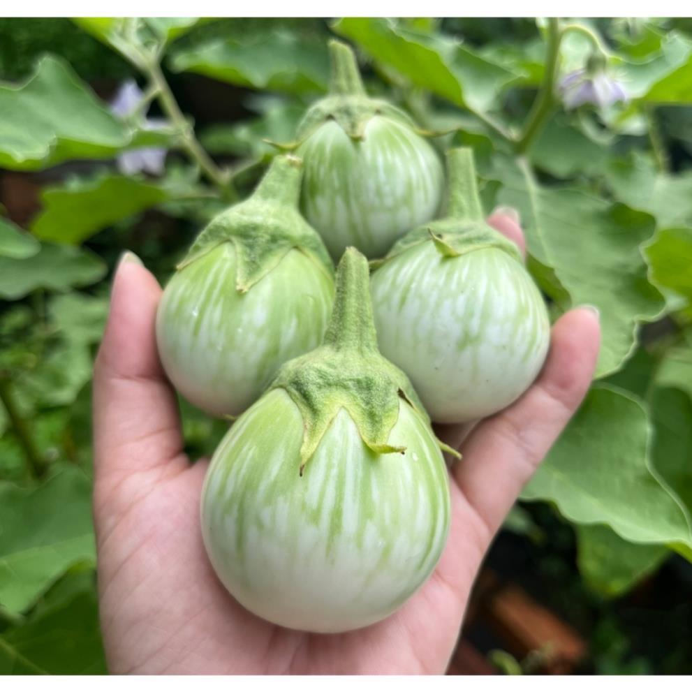 hạt giống cà ngọt F1 Thái - ăn sống rất ngon