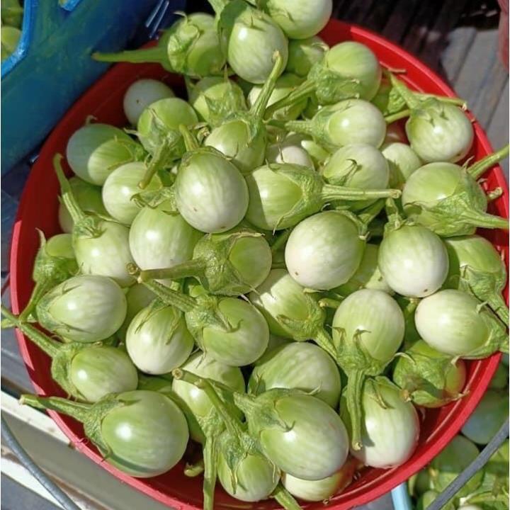 hạt giống cà ngọt F1 Thái - ăn sống rất ngon