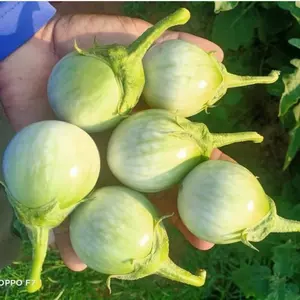 hạt giống cà ngọt F1 Thái - ăn sống rất ngon