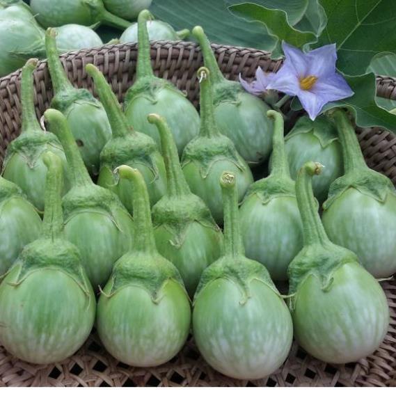 hạt giống cà ngọt F1 Thái - ăn sống rất ngon