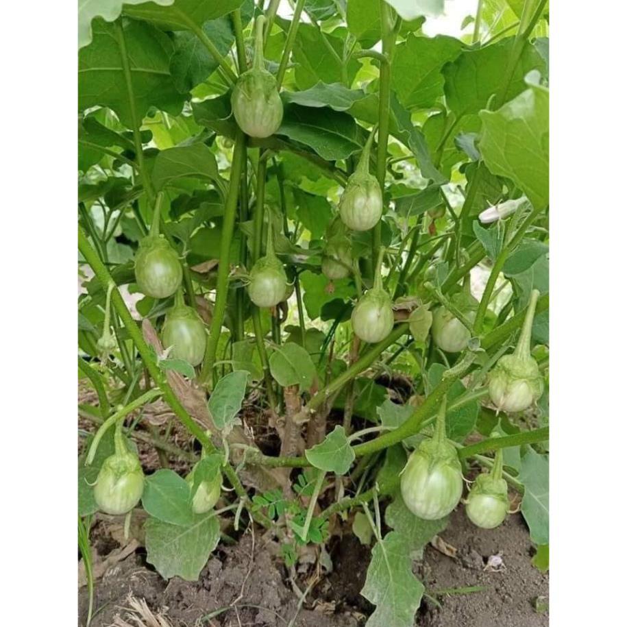 hạt giống cà ngọt F1 Thái - ăn sống rất ngon