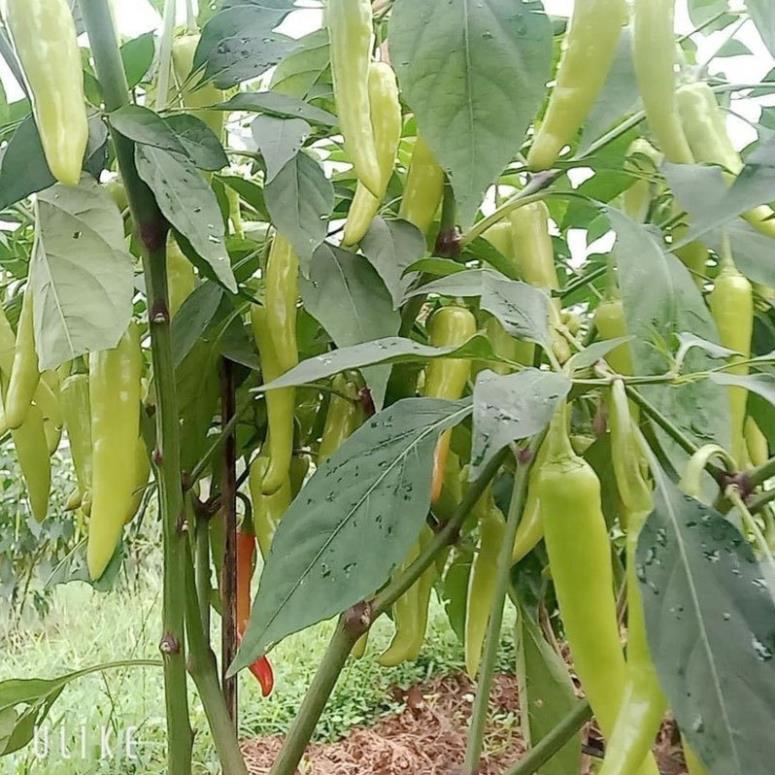 hạt giống ớt Huế - hạt F1 cay thơm đặc sản miền trung