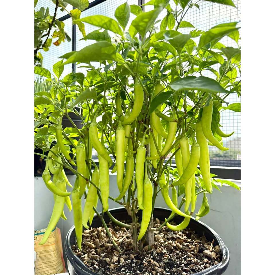 hạt giống ớt Huế - hạt F1 cay thơm đặc sản miền trung